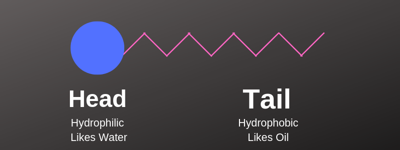 Surfactant head and tail