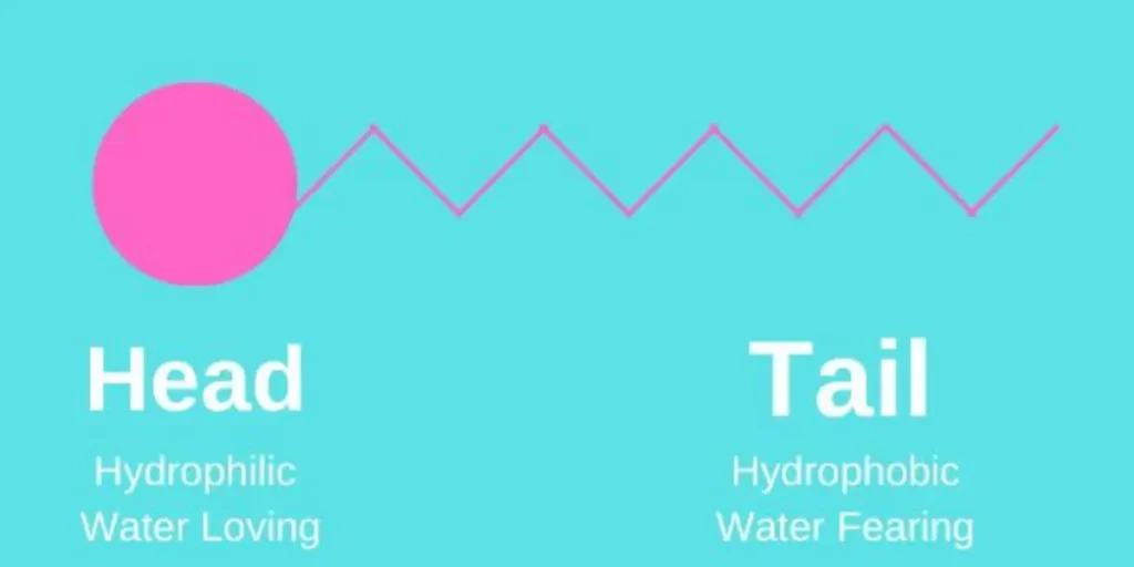 surfactants hydrophilic - hydrophobic