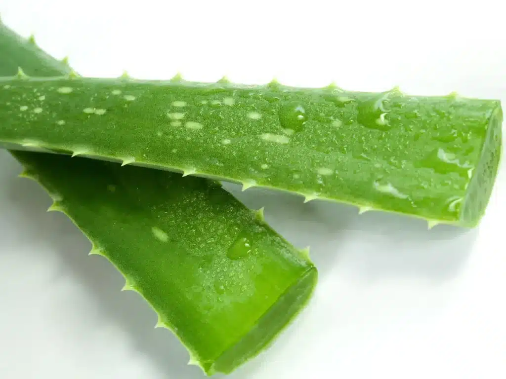 aloe