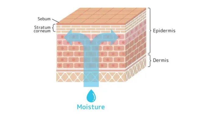 Diagram showing hydrogen bonding between water and humectants